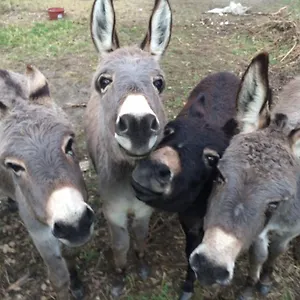  Hébergement de vacances Studio A La Ferme